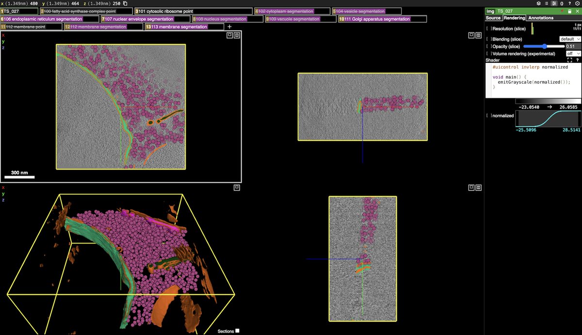 bcarra2's tweet image. New activity on the Chan Zuckerberg Imaging Institute’s CryoET Data Portal bit.ly/3T9sZ6D ; segmentations can now be visualized in the browser for 15,000+ tomograms. We would love feedback bit.ly/3VUcHjc on how we can improve and expand.