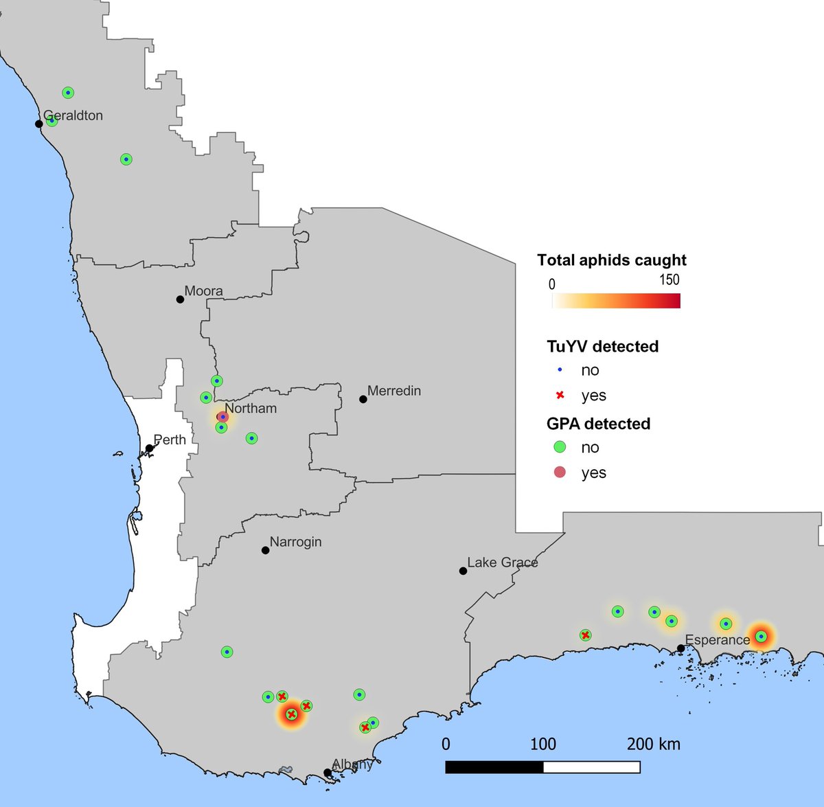 Green peach aphid found around Northam but #TuYV not detected in this region yet. Winter canola still a cabbage aphid factory in the south. Thanks to <a href="/AmberB_C/">Amber BC</a> for the GPA spot! <a href="/DPIRDbroadacre/">DPIRD Broadacre - WA Grains & Livestock</a> <a href="/theGRDC/">GRDC</a>