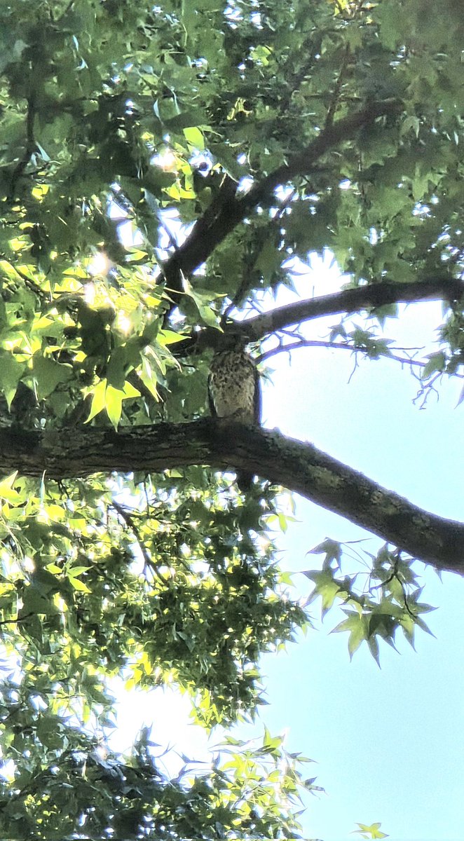 Infinite_Doggo's tweet photo. Birds hang out long enough in our yard and I become a casual bird watcher. This guy sounds like a Red Shouldered Hawk https://t.co/Zvi6cuctH7