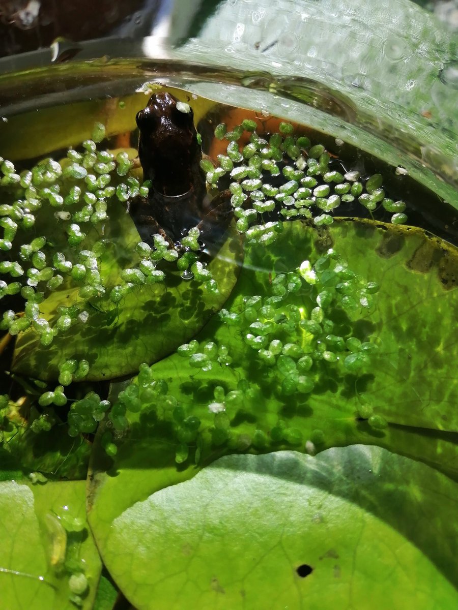SanjeePerera1's tweet photo. A little envious of my prince charming who seems to be dealing with the #heatwave a little a better than I am.

#365DaysWild #30dayswild #AmphibianConservation #GardenersWorld #PondLife #CommonFrog #RanaTemporaria #FrogLife https://t.co/uzHtMGZCBi