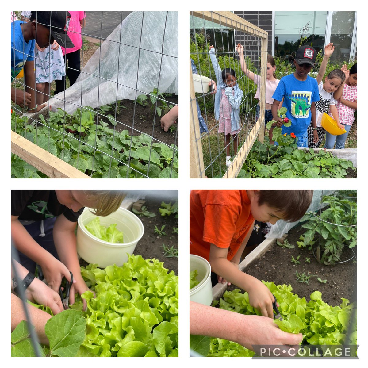 It’s harvest time at CHPS. We are so excited about the first harvest. Over the summer we are hoping for the community to check in with our veggie garden and enjoy the bounty #CHPS awesome