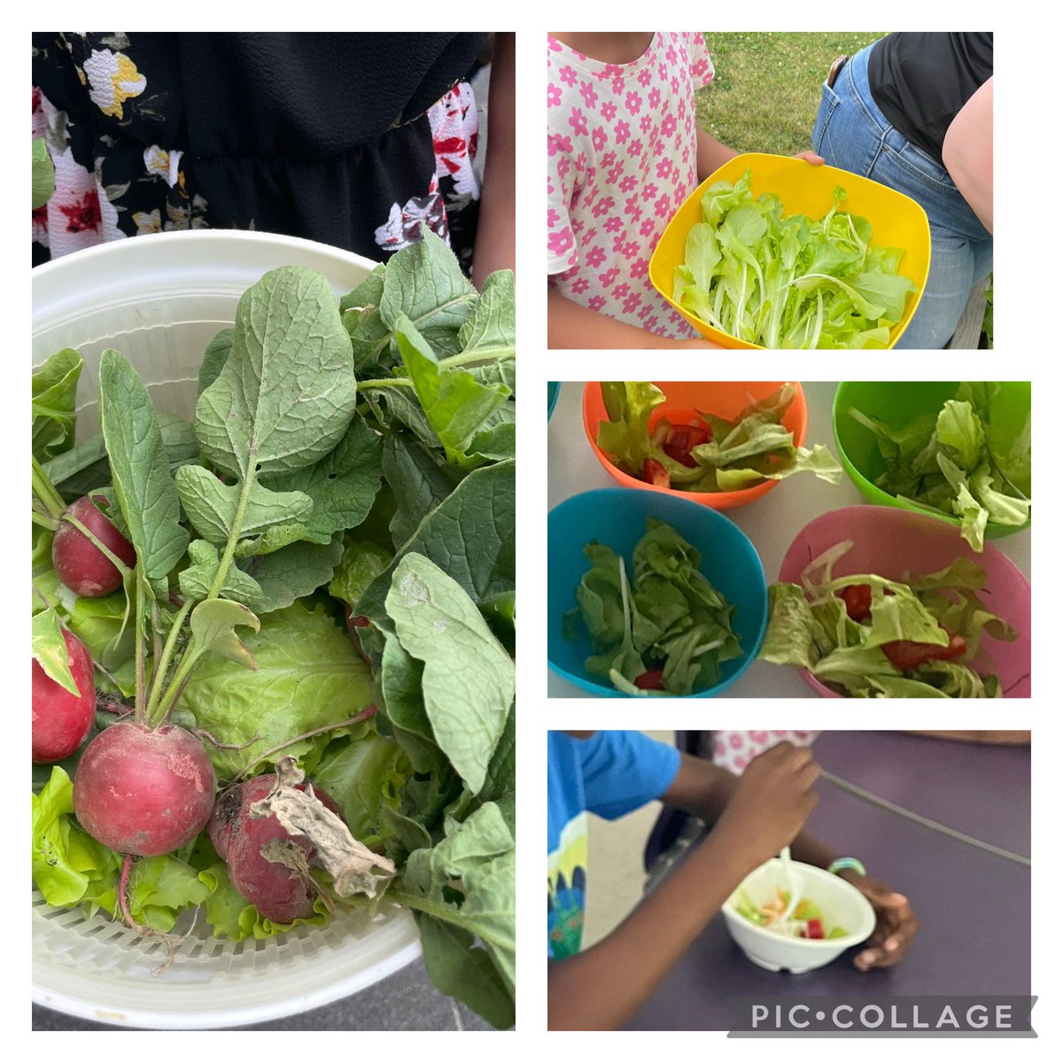 We made a salad with radish and lettuce from the garden. We have beans, beets, tomatoes and lots of herbs growing. What will we make next? #CHPS awesome