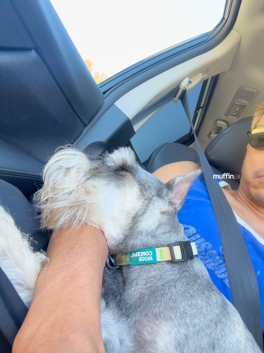 muffinjai's tweet photo. Monday blues? More like Monday snooze-fest! 🥱💤 Just chilling on Dad’s lap, dreaming of endless treats and belly rubs. #RoadTripNap #DoggieDreams #NorCal
#DogsOfNorCal #DogsOfCalifornia #DogsOfPNW 🇺🇸🐶🐾 #MiniatureSchnauzer #Schnauzer #TravelDog https://t.co/OvkFZbu0tk