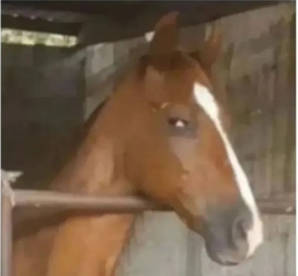 UQS/Choclitomaster tweet media