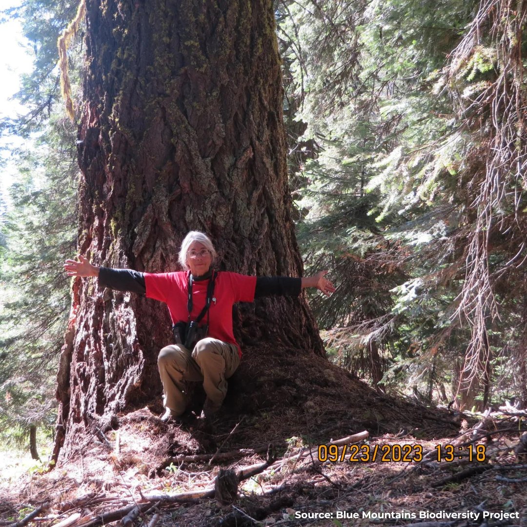 JohnMuirProject's tweet image. Our press release exposes Biden's Old-Growth Amendment as a logging plan in disguise! The Draft EIS promotes commercial logging, ignoring science &amp;amp; public concerns. Comment until 9/20 to oppose the plan &amp;amp; protect our forests. Link in bio. #StopTheChop #ListenToScience #ProtectMOG