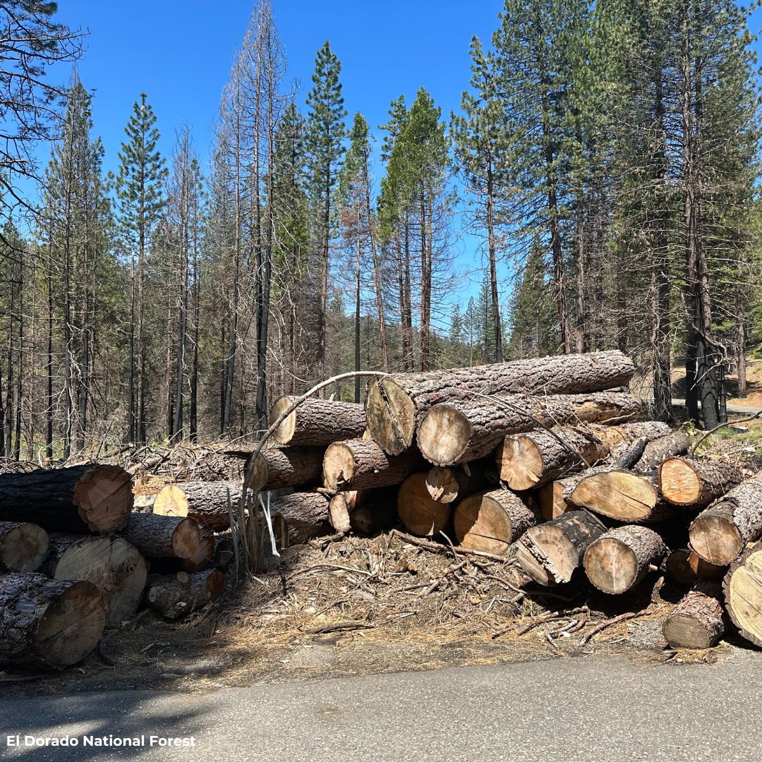 JohnMuirProject's tweet image. Our press release exposes Biden's Old-Growth Amendment as a logging plan in disguise! The Draft EIS promotes commercial logging, ignoring science &amp;amp; public concerns. Comment until 9/20 to oppose the plan &amp;amp; protect our forests. Link in bio. #StopTheChop #ListenToScience #ProtectMOG