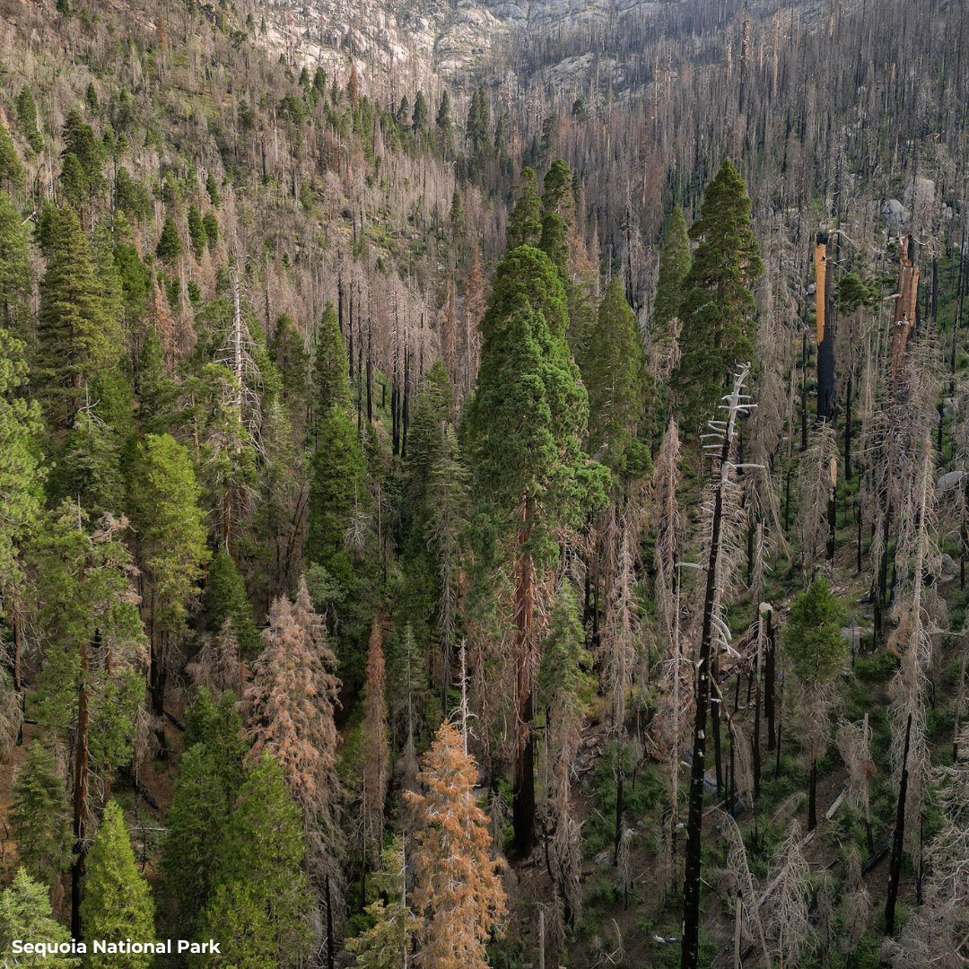 JohnMuirProject's tweet image. Our press release exposes Biden's Old-Growth Amendment as a logging plan in disguise! The Draft EIS promotes commercial logging, ignoring science &amp;amp; public concerns. Comment until 9/20 to oppose the plan &amp;amp; protect our forests. Link in bio. #StopTheChop #ListenToScience #ProtectMOG