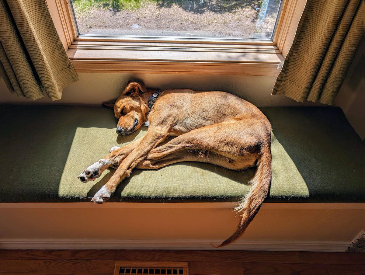 Dog Solution tweet media