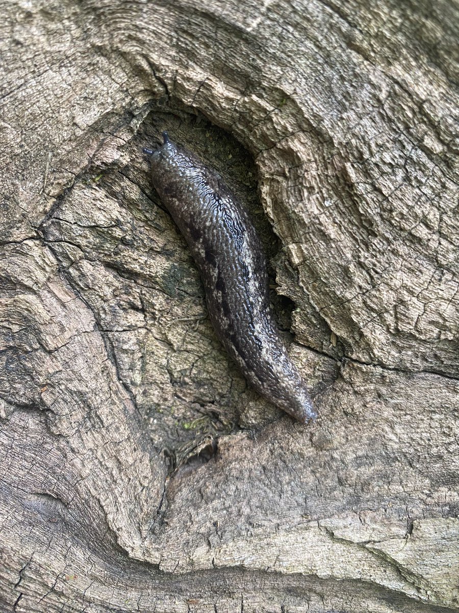 snaild_it's tweet image. 