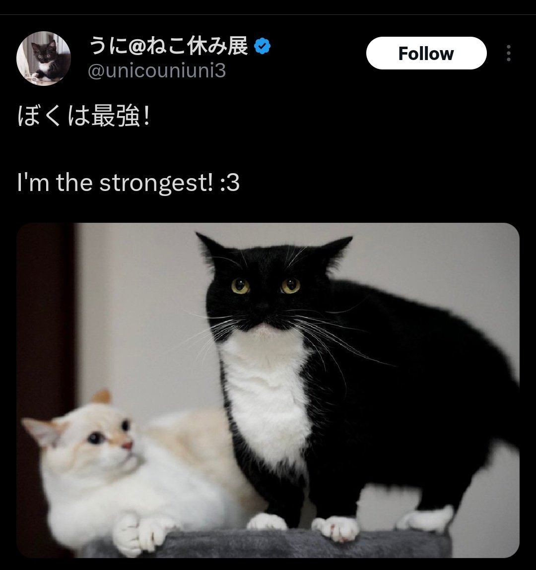 She got herself a cat. What a cutie. Reminds her of someone— someone she holds dear.