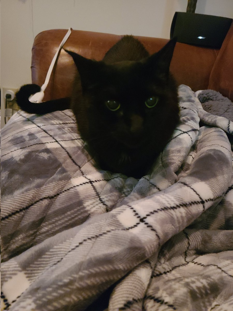 AllModConz's tweet image. My little Princess Sheridan turned 15 today! Happy birthday to my house panther 🎊🎁🥳🎂🥰