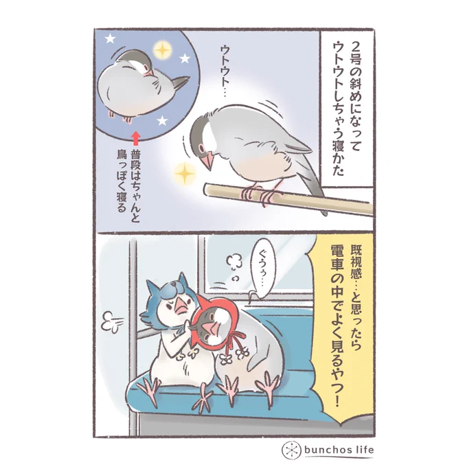 今日は時間の関係で2コマで。昨日アップしたナナメになってウトウトする2号の寝方がまさに電車の中の光景w
#文鳥 