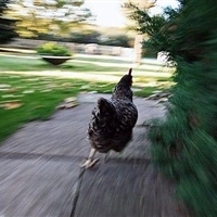 RickKackis's tweet photo. Nobody: 

Blueberries in Breach Executable going to the Boss Fight when you're trying to collect Samples: https://t.co/0RqTUw1JEm