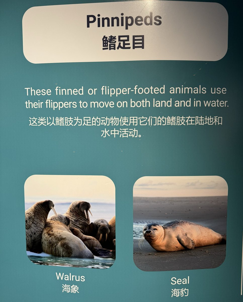 シンガポールで唯一見つけたアザラシ、本当にここ以外に見つからず 鰭