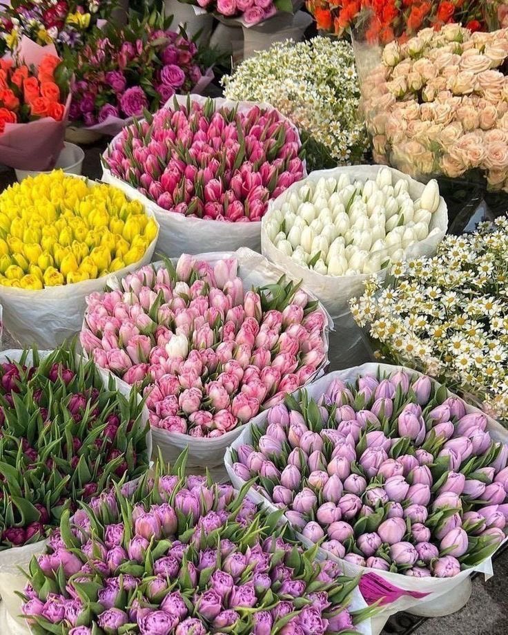 ورد التوليب دائما يسحر قلبي بجماله  🥺✨✨