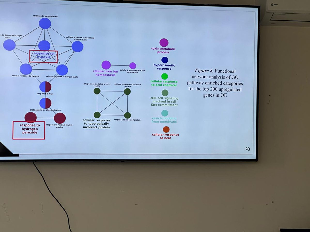 bnagas's tweet photo. Muchas felicidades a la LBG. Celeste Gracia de @BioremLab por defender su tesis "Exploring regulatory mechanisms of ASRF gene in the mitigation of arsenic stress in Arabidopsis thaliana" por el grado de #Maestro_en_Ingeniería_Bioquímica  #CBiológicas con mención honorífica    1/2 https://t.co/O8r7lNVQR4