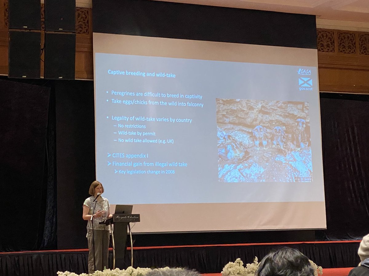 Amazing work done by Lucy Webster from <a href="/ScotGovSASA/">SASA</a> on distinguishing between #falcon #wild vs #captive breeding in the #UK using #DNAprofiling techniques to link parents to offspring individuals for #wildlifeforensics 🦅 🦅 🦅 

<a href="/SWFS3/">SWFS</a> #SWFS2024