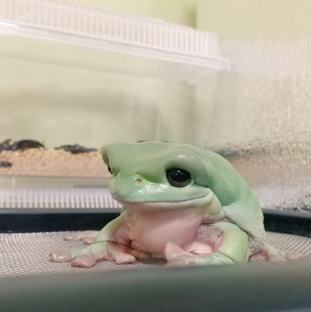 haaam89's tweet image. ばぶ。

#イエアメガエル