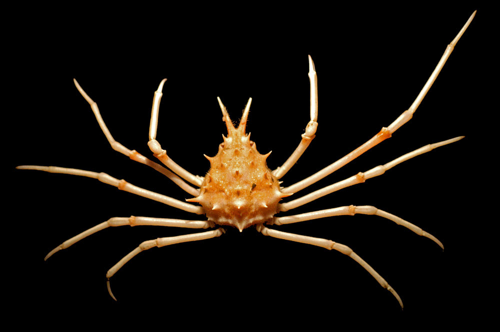 There’s an idea that deep and shallow fauna don’t overlap, but there are a number of species that are found in both worlds. This young inflated spiny crab (Rochina crassa) is one of them and can be found over a 20-fold depth range from about 50 meters to 1000 meters.