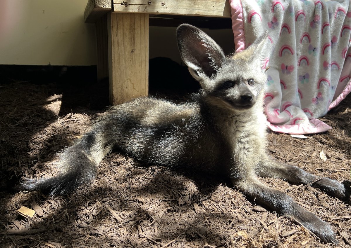 Cincinnati Zoo tweet media