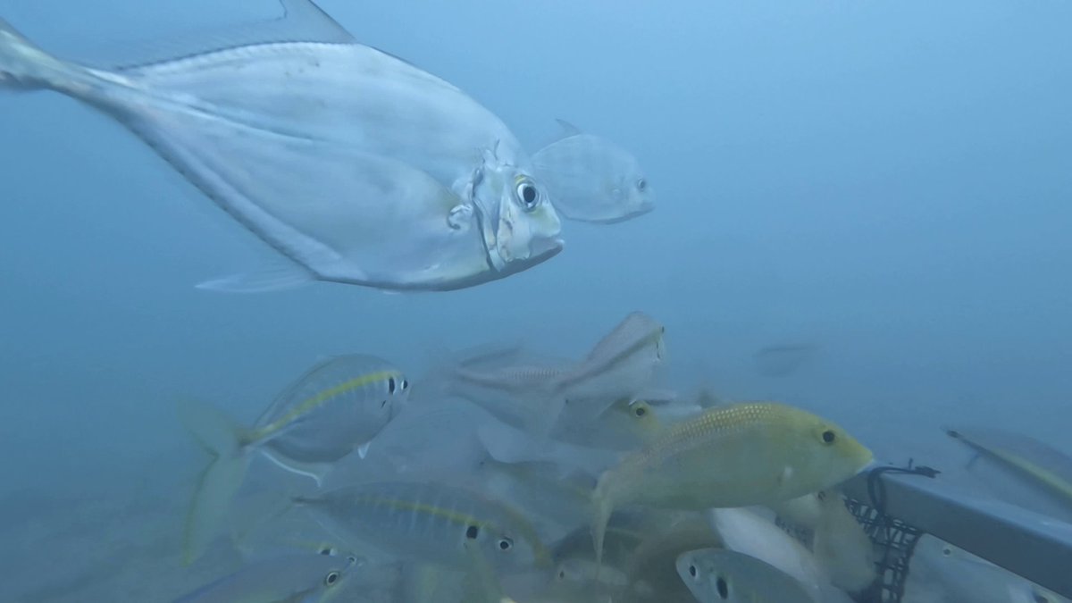 We’re working with Girringun, Minga Minga and Wulgurukaba Rangers to identify inshore fish nurseries in the central Great Barrier Reef 🐟

We’ve identified over 221 fish species so far, including barramundi, coral trout &amp; great hammerhead shark

Read more: tropwater.com/projects/monit…