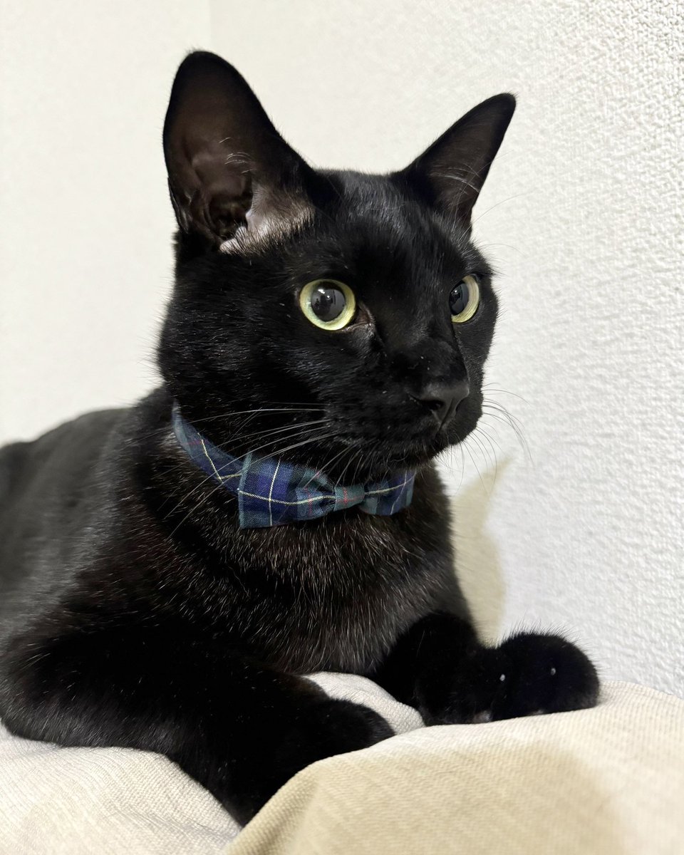 【睦月】切り株付き！まっくろくろの蝶ネクタイねこちゃん形オルゴ☆他４点 睦月様専用】切り株付き！まっくろくろの蝶ネクタイねこちゃん形オルゴ☆他