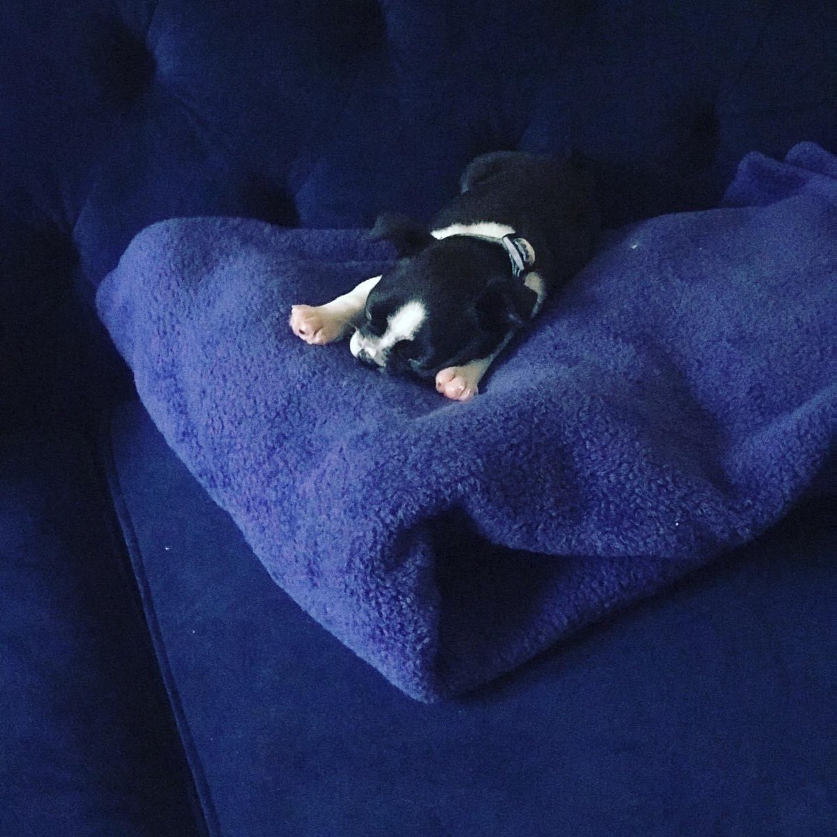 A throwback to baby Remy. 💙💙💙 #dogsofx #petsofx