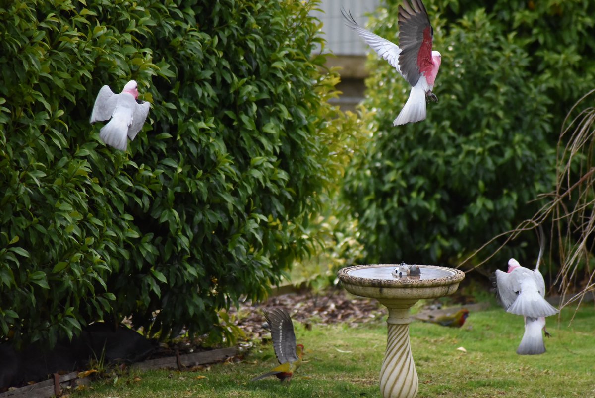 GPMooreEsq's tweet image. Piggyback airlines!

#wildoz #ozbirds #galah #birdsinbackyards #birdsinflight