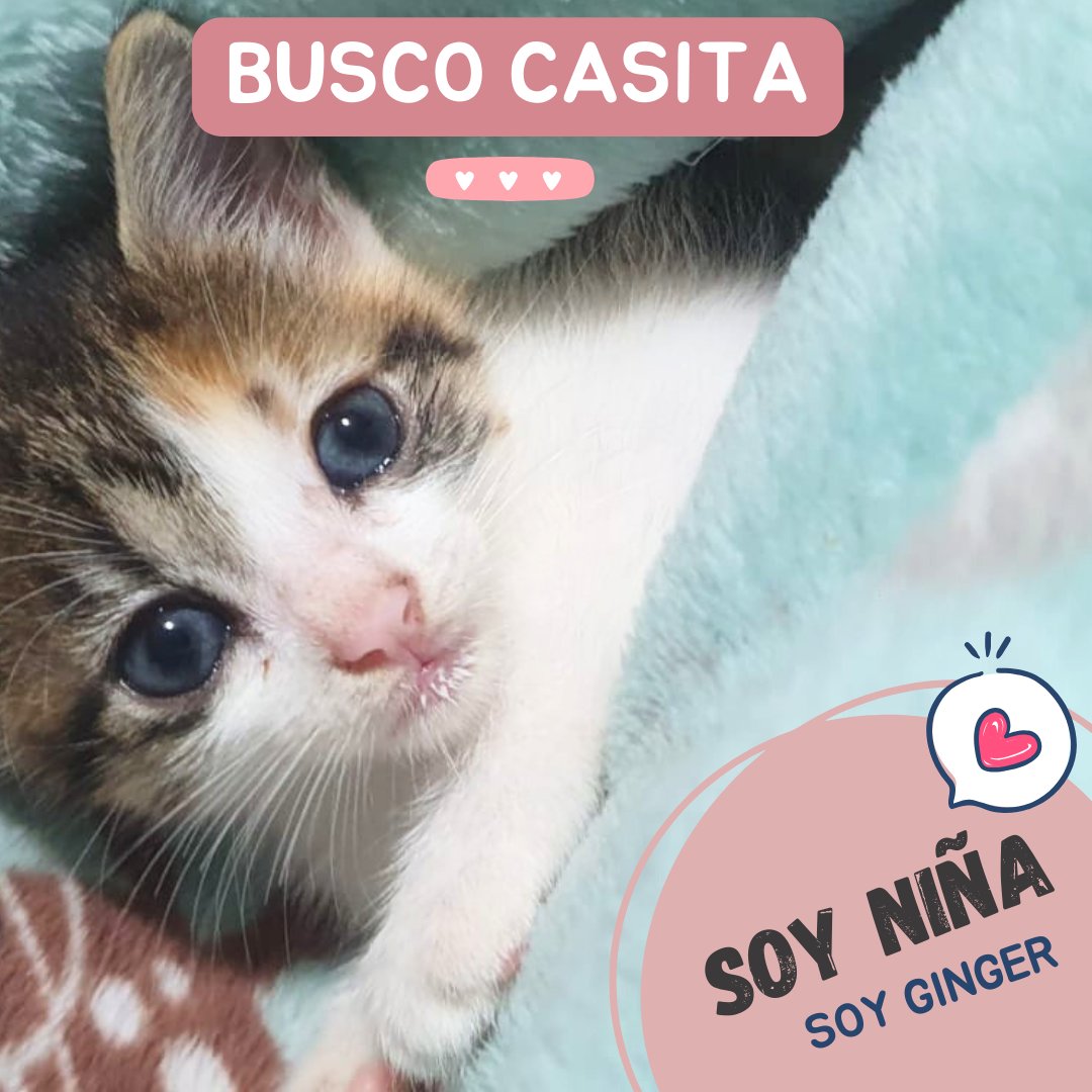 andreas_cas's tweet photo. #adopcionresponsable
me le caí a mi mami cuando estaba mudando el nido y ya no regreso por mi
📷  Tengo 1 mes y medio
📷 Super juguetona
📷  Se pedirán requisitos
📷 Se pedirá seguimiento constante
Estoy en San Salvador, escribirme al 7690 4222
RT @_Nayore @MayorgaPhoto https://t.co/bCkkqpvZl2