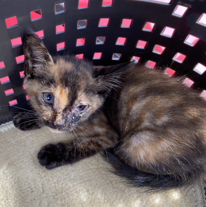 サビ柄の子猫保護した。メスだったらミネバザビ、オスだったらギレンザビと名付けよう 