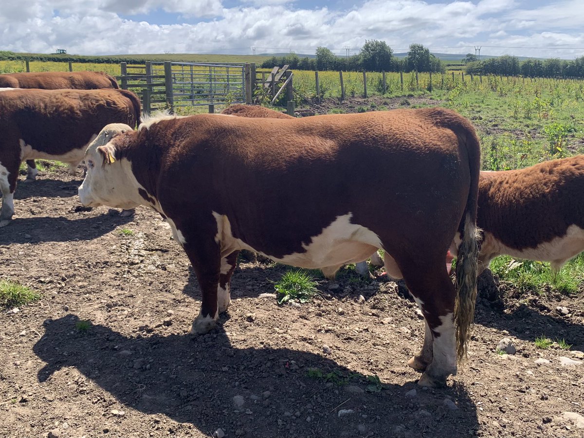 kileekie's tweet image. One more chance to see Laddie (K. Bruichladdich), our bull entry for the #TraditionalHereford #Grassmasters online sale which takes place next weekend (June 28th-30th). He has grown and developed so much since the sale photos were taken in early May. He deserves his own herd.