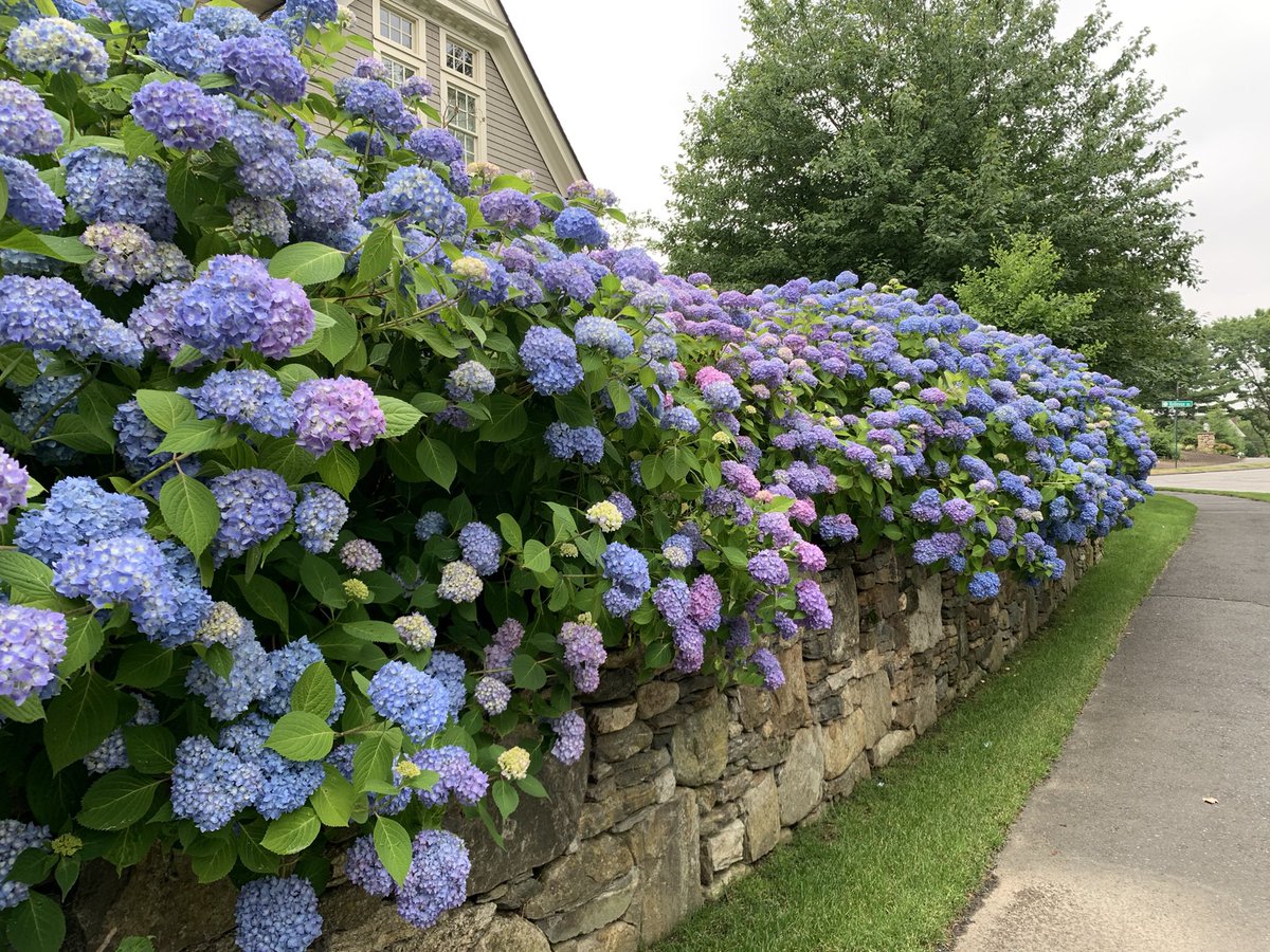 AerodDr's tweet image. Seriously, what is up with hydrangeas in Massachusetts this year? I am totally taking credit for those in my garden! What a blooming year! 🌸🌸🪻🪻#SpringHasSprung