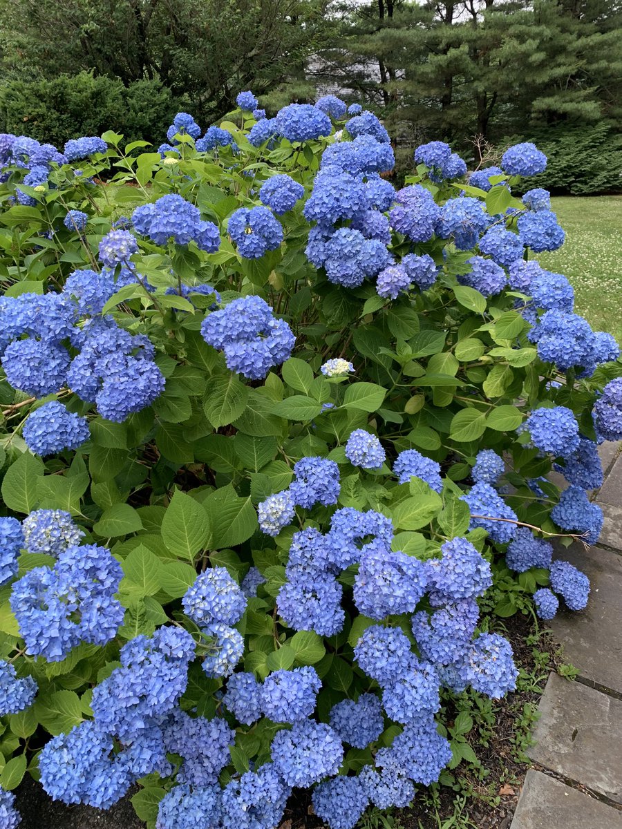 AerodDr's tweet image. Seriously, what is up with hydrangeas in Massachusetts this year? I am totally taking credit for those in my garden! What a blooming year! 🌸🌸🪻🪻#SpringHasSprung