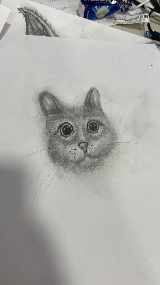 #gatos