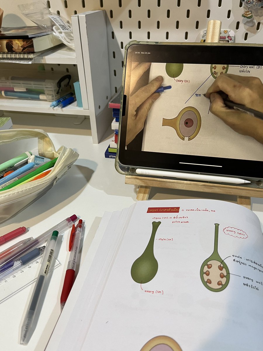 idygale's tweet image. 👧🏻 ﾟ24 june ♡⃘ 🪅 #studywithidy 

bio ยังอยู่กับเรื่องพืช ใกล้จะจบเล่ม 7 แล้วในที่สุด ฮือ ㅜ ㅜ

ปั่นชีวะเหมือนเดิม วันก่อนแอบหนีไปเที่ยวมาด้วย เอนจอยมาก เติมไฟในการเรียนไปได้อีกนาน เลสโก 👊🏻 !

#วันนี้dek68ทำอะไร #dek68