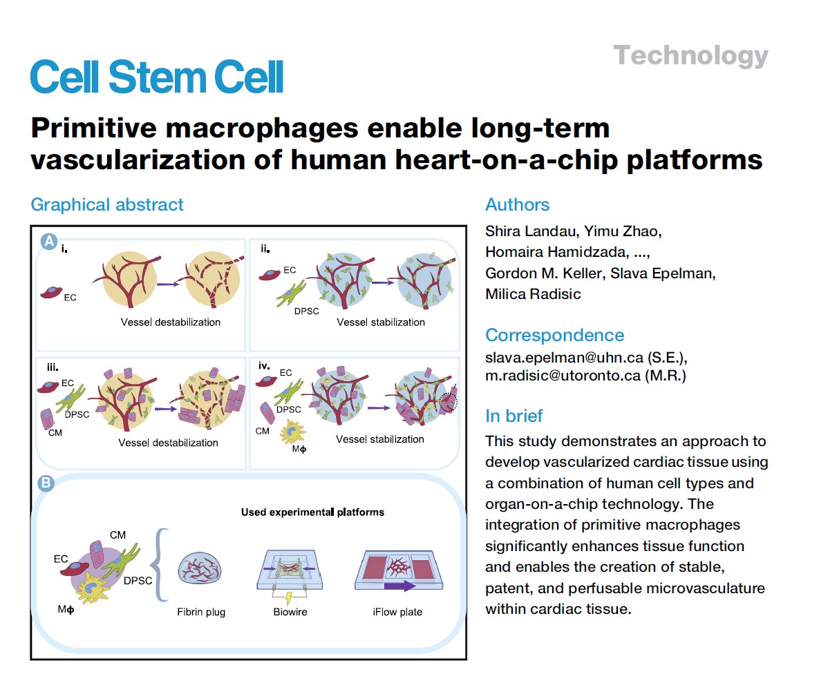 Milica Radisic (@milicaruoft) on Twitter photo A true team effort published in <a href="/CellStemCell/">Cell Stem Cell</a> authors.elsevier.com/a/1jIZL_h-CqUo… by
<a href="/ShiraLandauLevi/">Shira Landau Levi</a>
<a href="/ZhaoYimu/">yimu zhao</a>
<a href="/Homaira_H/">Homaira Hamidzada</a>
<a href="/EpelmanLab/">Slava Epelman</a>
<a href="/anacandreazza/">Ana Andreazza</a>
<a href="/CarolynLCummins/">Dr. Carolyn Cummins</a>
<a href="/McEwenInstitute/">McEwen Stem Cell Institute</a>
<a href="/UHN/">University Health Network</a>
<a href="/UofTEngineering/">University of Toronto Engineering</a>
<a href="/UofT/">University of Toronto</a>
@bme_uofT
@chemeng_uoft
@craft_microfluidics A true team effort published in <a href="/CellStemCell/">Cell Stem Cell</a> authors.elsevier.com/a/1jIZL_h-CqUo… by
<a href="/ShiraLandauLevi/">Shira Landau Levi</a>
<a href="/ZhaoYimu/">yimu zhao</a>
<a href="/Homaira_H/">Homaira Hamidzada</a>
<a href="/EpelmanLab/">Slava Epelman</a>
<a href="/anacandreazza/">Ana Andreazza</a>
<a href="/CarolynLCummins/">Dr. Carolyn Cummins</a>
<a href="/McEwenInstitute/">McEwen Stem Cell Institute</a>
<a href="/UHN/">University Health Network</a>
<a href="/UofTEngineering/">University of Toronto Engineering</a>
<a href="/UofT/">University of Toronto</a>
@bme_uofT
@chemeng_uoft
@craft_microfluidics