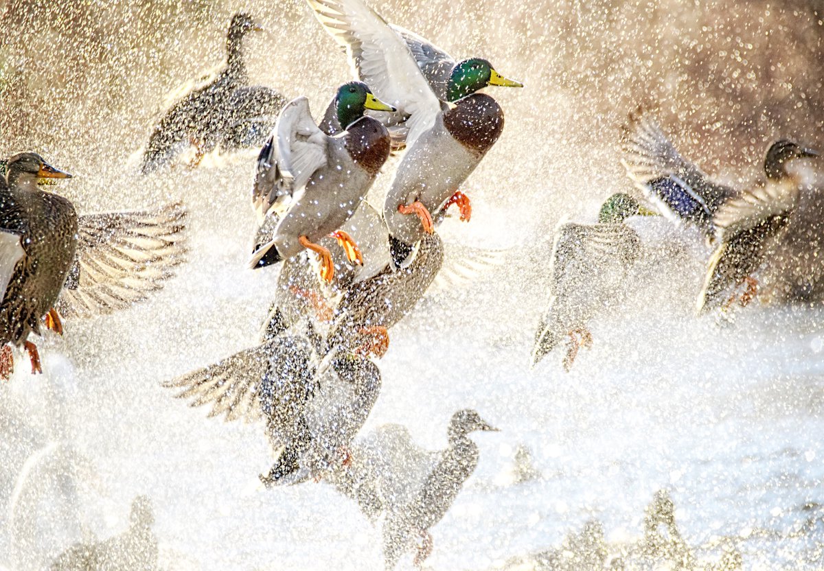 Discovery's tweet photo. Splish splash 🦆💦
📸: Vicki Jauron
#wildlifewednesday #duckfight #ducks https://t.co/5fMbK63gll