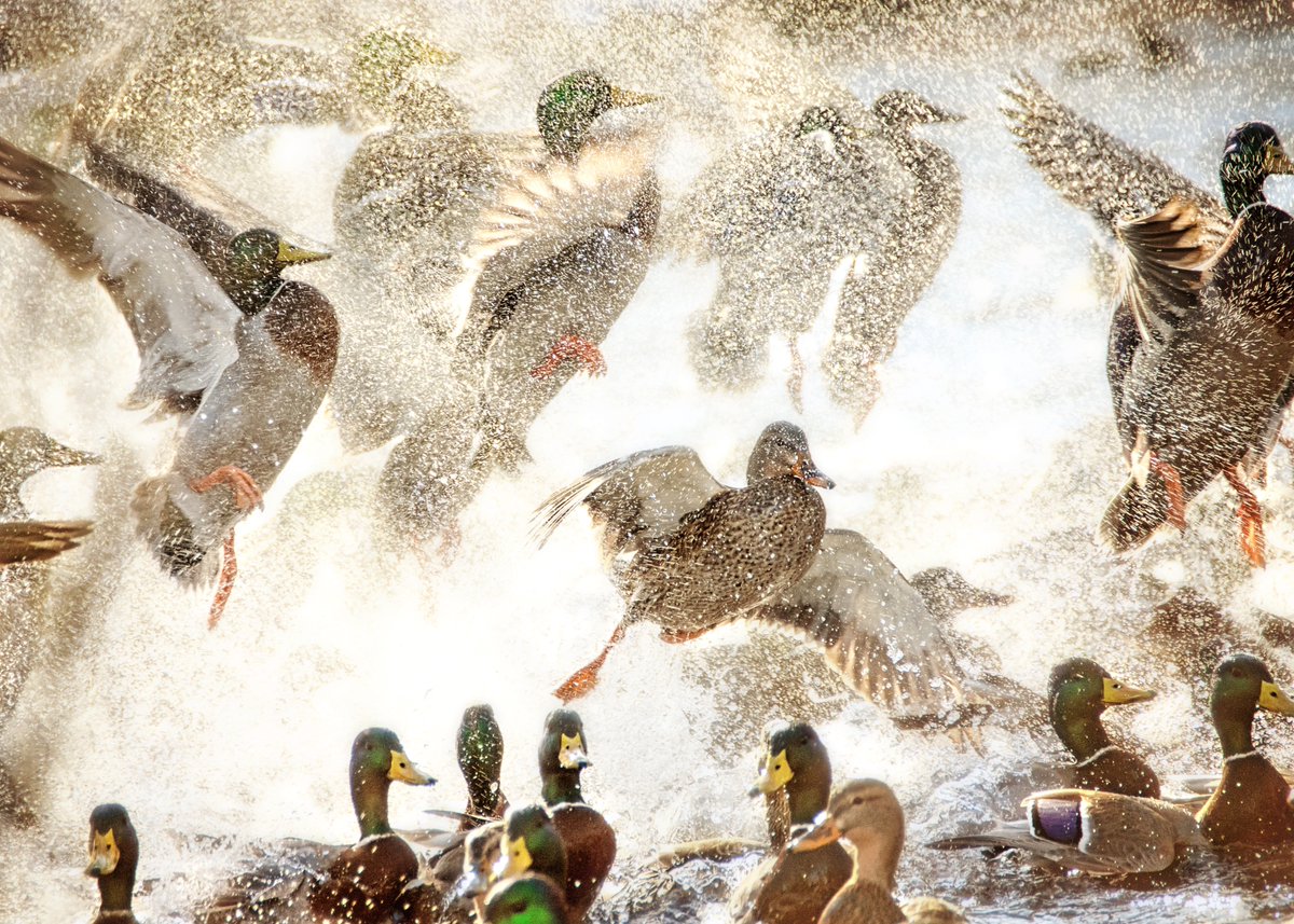 Discovery's tweet photo. Splish splash 🦆💦
📸: Vicki Jauron
#wildlifewednesday #duckfight #ducks https://t.co/5fMbK63gll