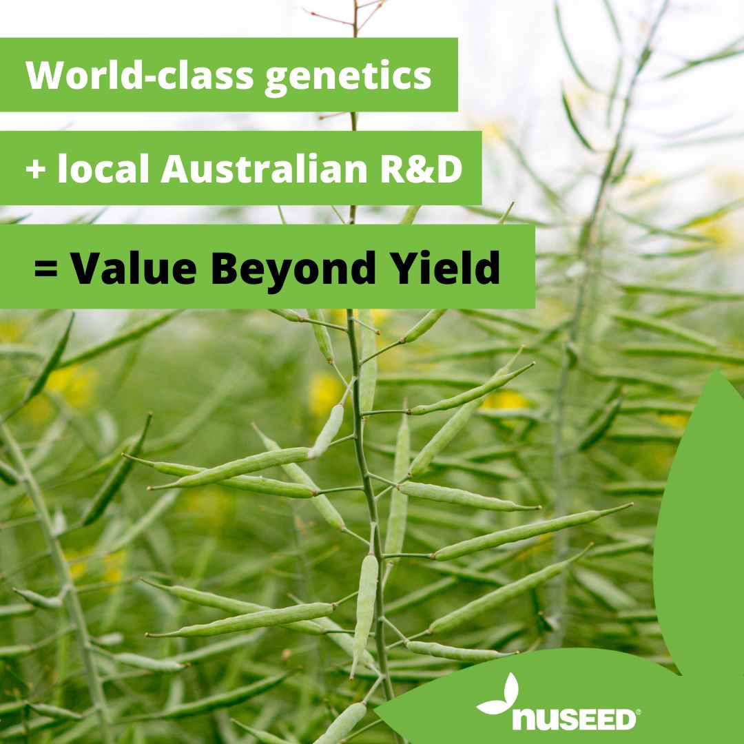 NufarmSeedsAU's tweet image. At #Nuseed we're committed to delivering #ValueBeyondYield.

🌱We strive to provide the highest quality genetics &amp;amp; seeds that thrive in Australian conditions, as well as #innovation, R&amp;amp;D, customer service &amp;amp; agronomic support from product development to harvest.

#canola #canola24