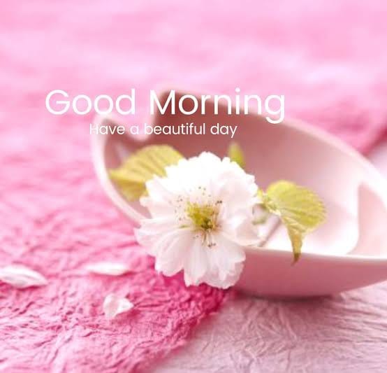 mukherjee_munai's tweet photo. Good morning 🌞 https://t.co/JUGokr58jI