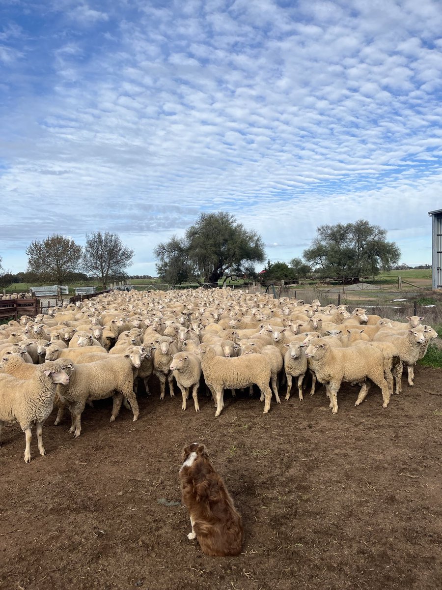 Just yarding some lambs to weigh before sale so the urea can keep coming.