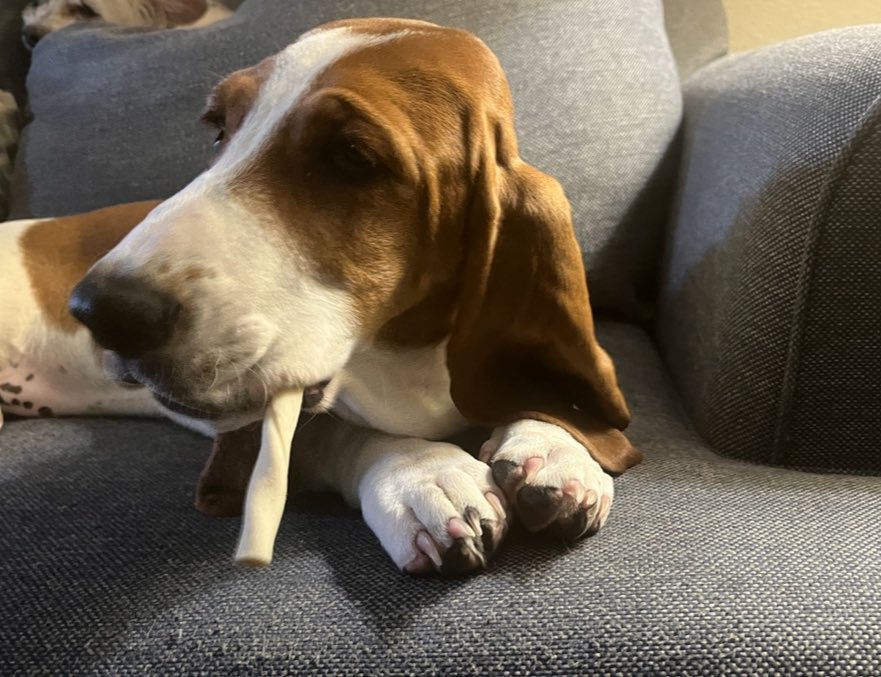 Hilarious basset smoking her cigar. JK.