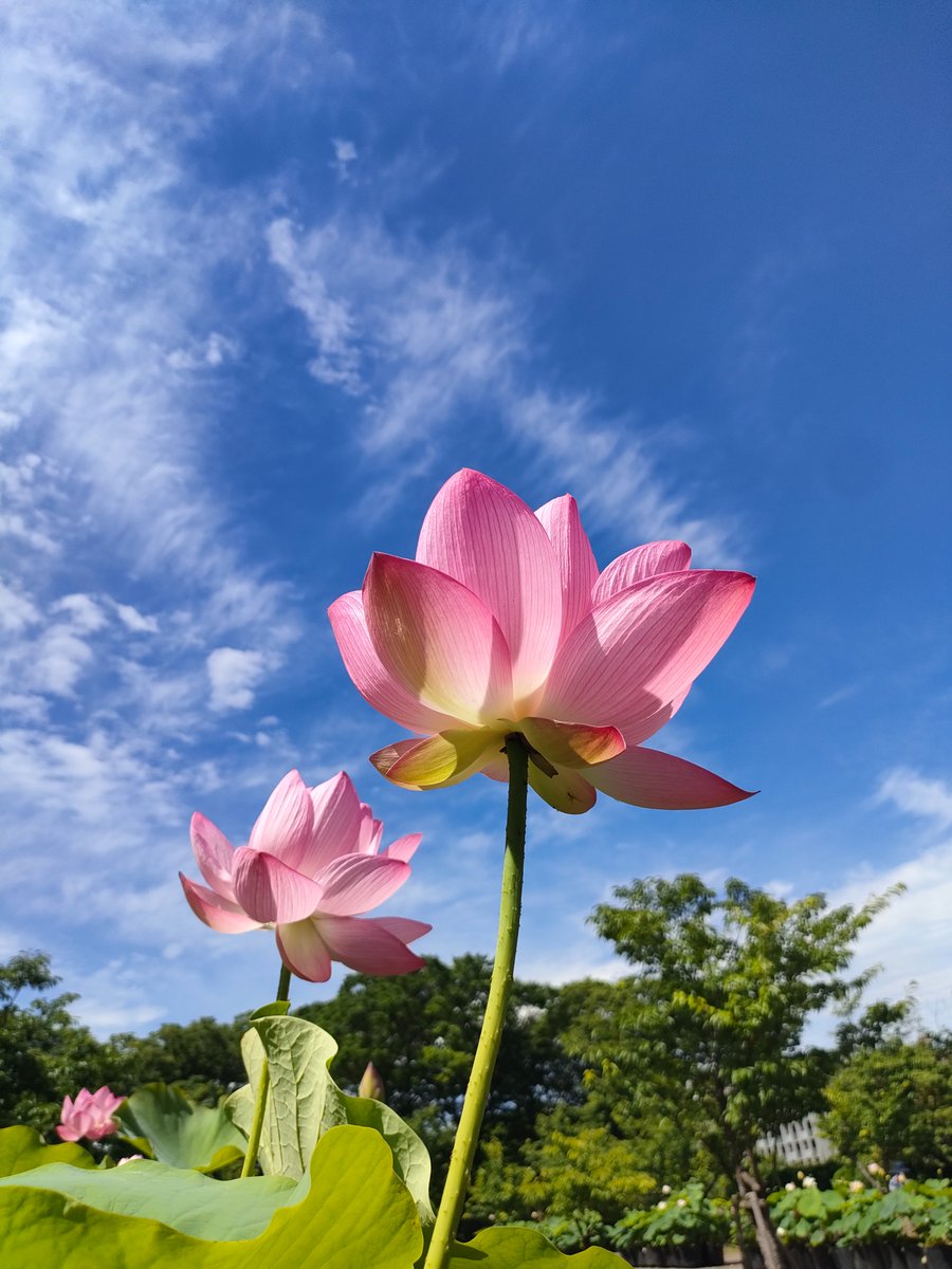 こんにちは、大船フラワーセンターです！
遠くから眺める事が多いハスの花ですが、当園では香りも楽しめるほどに間近で花をお楽しみいただけます☆
青空とのコラボが撮れるのも大船フラワーセンターのオススメポイントです(^^)
Let'sハス活！