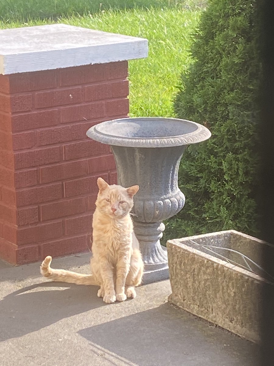 I’ve been happy to feed feral cats, until this precious and very injured male came to my front door. It’s been breaking my heart for a few days now, reached out tonight for help, and I hope I’m able to make a difference.