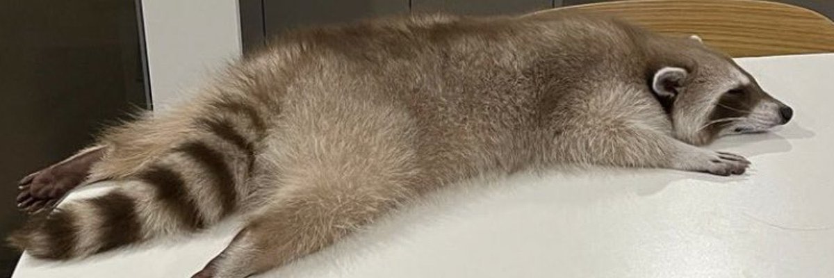 1Otlee's tweet image. machape