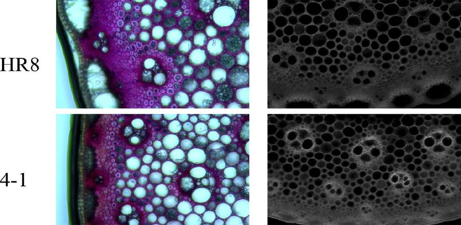 MaximumAcademic's tweet photo. #GrassResearch  🧬

Overexpression of #Arabidopsis SHN3 in transgenic switchgrass compromises rust resistance. 

Research highlights the complexity of plant defenses.

@GrassResearch #PlantBiology #RustDisease 

Details: https://t.co/V1wjxQ08vT https://t.co/0brMZ8Oqrl