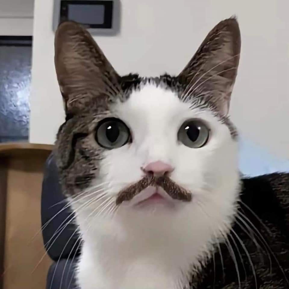 ชลน แมวส้มแท้ๆ 🐱 tweet media
