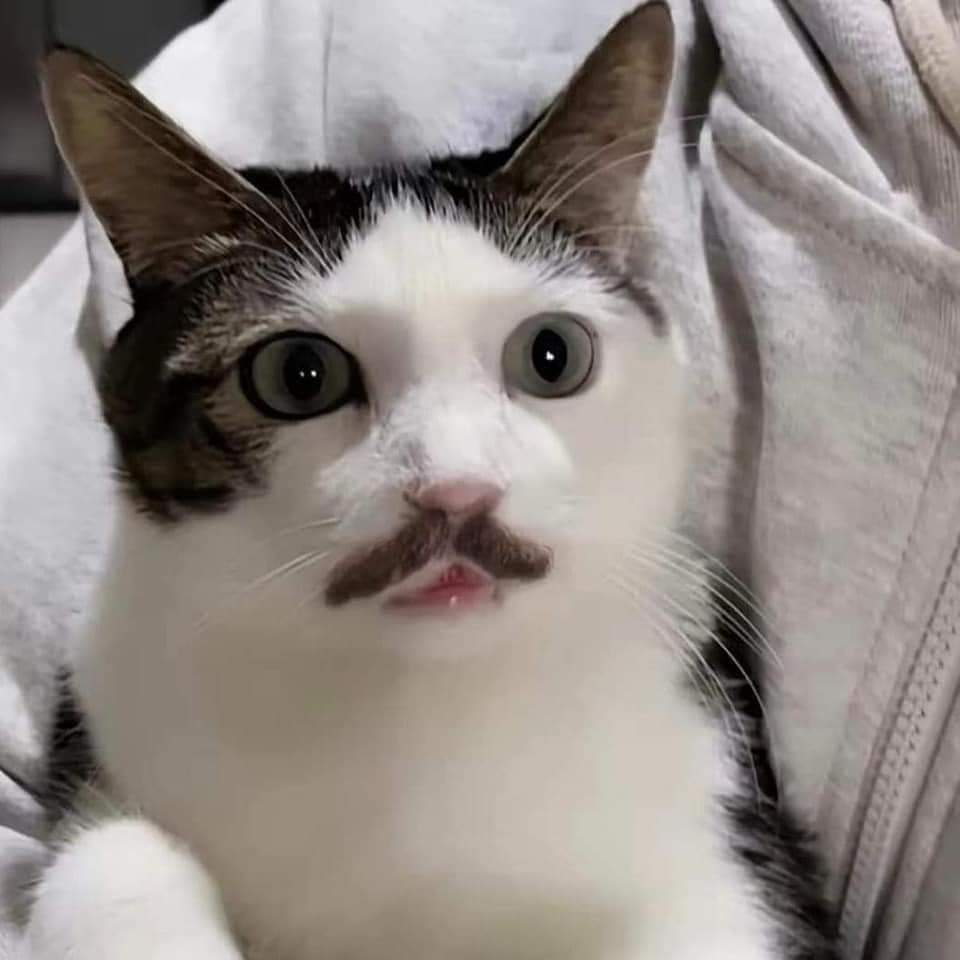 ชลน แมวส้มแท้ๆ 🐱 tweet media