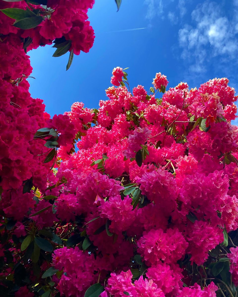 KateMadeleine13's tweet photo. Rhododendrons https://t.co/sit8cb95Kc