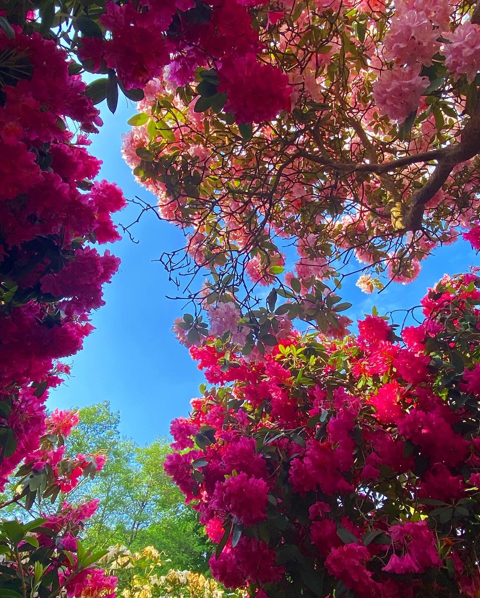 KateMadeleine13's tweet photo. Rhododendrons https://t.co/sit8cb95Kc